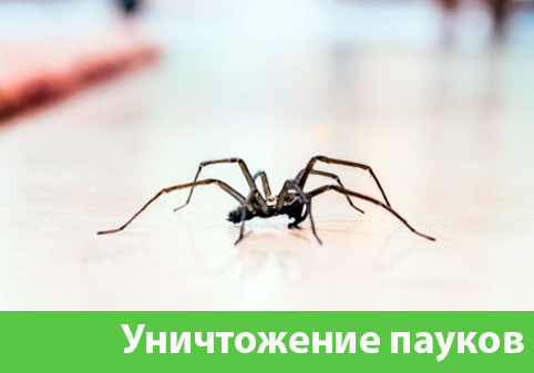 Избавиться от пауков в городе Камышин