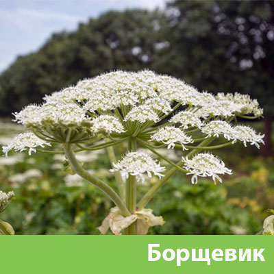 Борщевик в Камышине