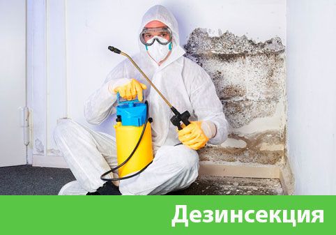Дезинсекция в городе Камышин