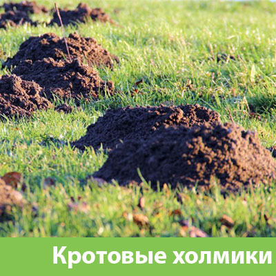 Кроты на участке в Камышине