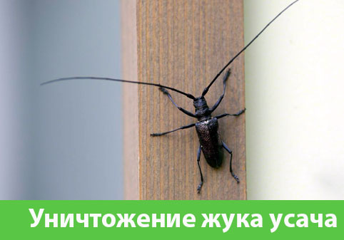 Обработка от жука усача в городе Камышин