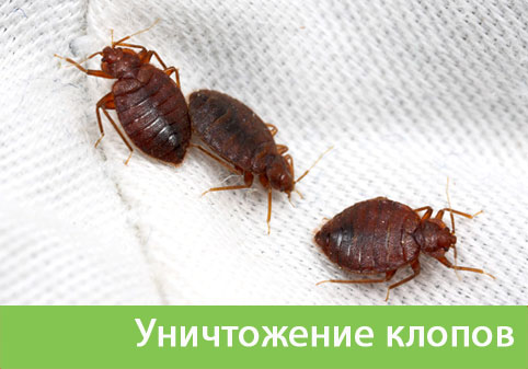 Уничтожение клопов в городе Камышин