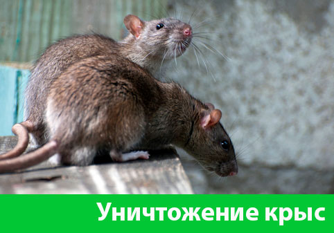 Уничтожение крыс в городе Камышин