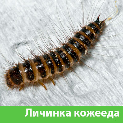 Личинка Кожееда в Камышине