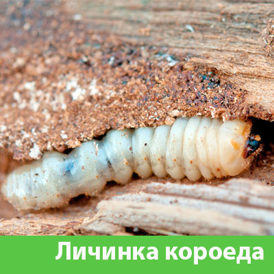 Уничтожение личинок короеда в Камышине