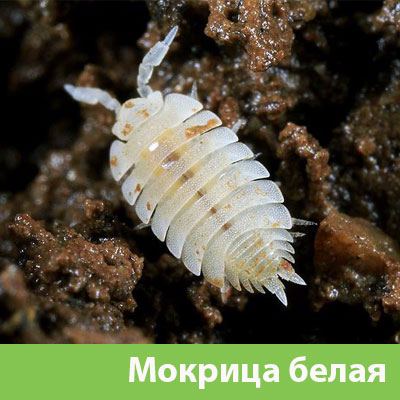 Мокрица в Камышине фото