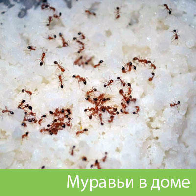 Муравьи в доме в Камышине