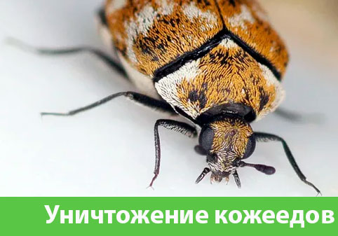 Обработка от кожееда в городе Камышин 