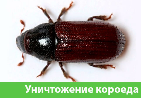 Обработка от древоточца в городе Камышин