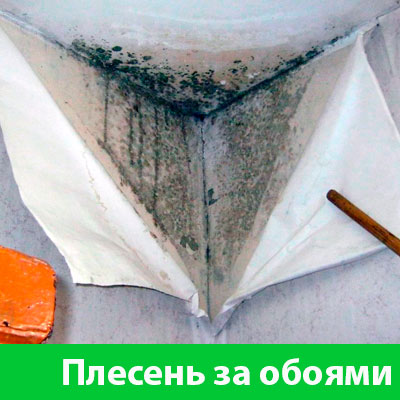 Удаление плесени в Камышине