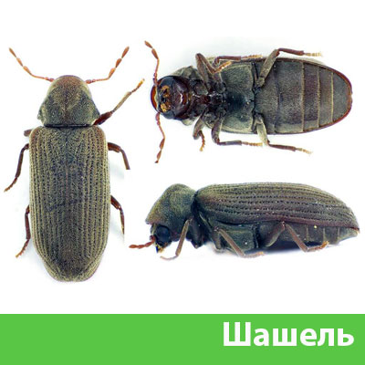 Обработка от шашеля в городе Камышин