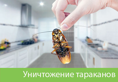 Уничтожение тараканов в городе Камышин