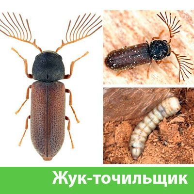Уничтожение точильщика и личинок в Камышине