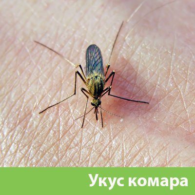 Укусы комаров в Камышине