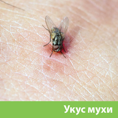 Уничтожение мух в Камышине