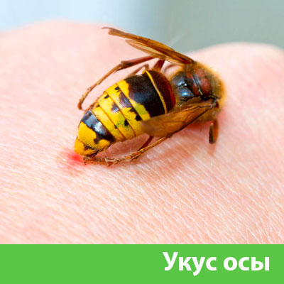 Профессиональное уничтожение ос и шершней в Камышине