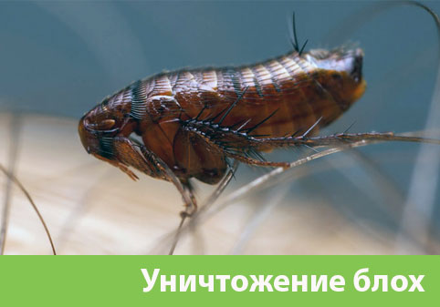Уничтожение блох в городе Камышин