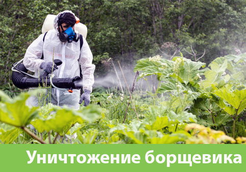 Уничтожение Борщевика в городе Камышин