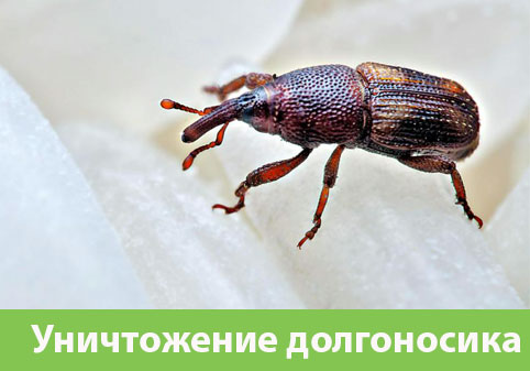 Уничтожение долгоносиков в городе Камышин
