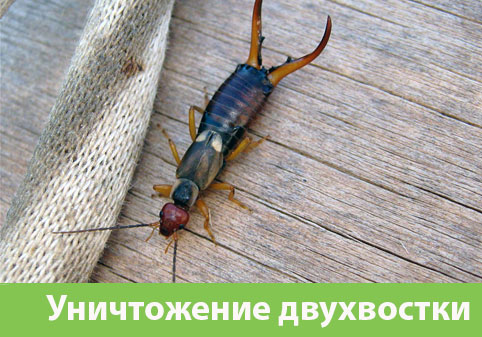 Уничтожение двухвостки в городе Камышин