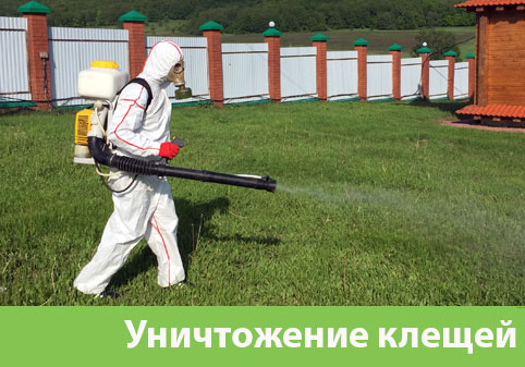 Уничтожение клещей в городе Камышин