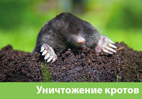 Уничтожение кротов в городе Камышин