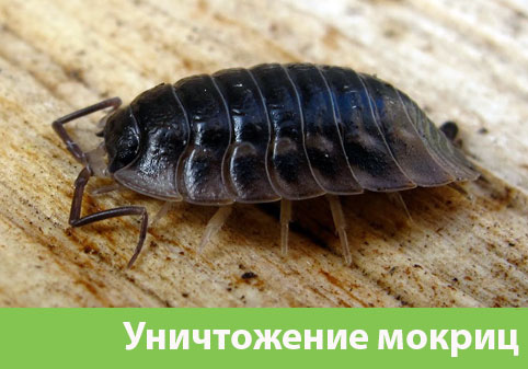 Мокрицы в квартире в городе Камышин