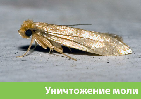 Уничтожение моли в городе Камышин 