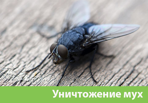 Уничтожение мух в городе Камышин