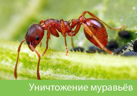 Уничтожение муравьёв в городе Камышин