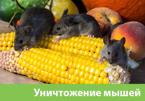Уничтожение мышей в Камышине
