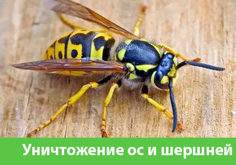 Уничтожение ос и шершней в городе Камышин