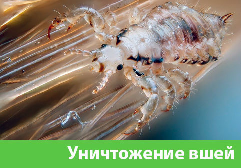 Уничтожение вшей в городе Камышин